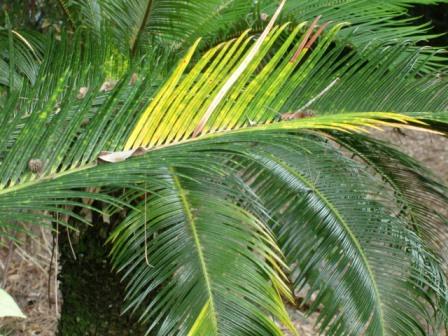 Hilo acid rain damage